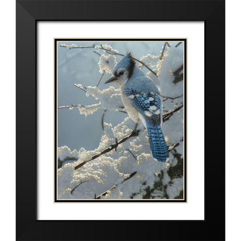 Blue Jay - On the Fence Black Modern Wood Framed Art Print with Double Matting by Bogle, Collin