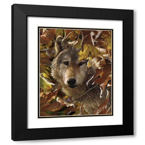 Wolf - Autumn Shadows Black Modern Wood Framed Art Print with Double Matting by Bogle, Collin