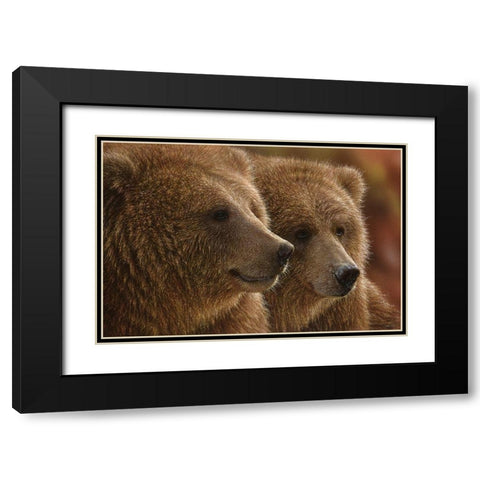 Brown Bears - Lazy Daze Black Modern Wood Framed Art Print with Double Matting by Bogle, Collin