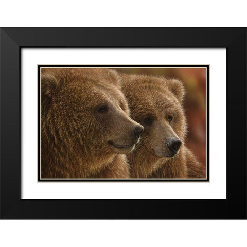 Brown Bears - Lazy Daze Black Modern Wood Framed Art Print with Double Matting by Bogle, Collin