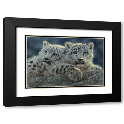 Snow Leopard Cubs Black Modern Wood Framed Art Print with Double Matting by Bogle, Collin