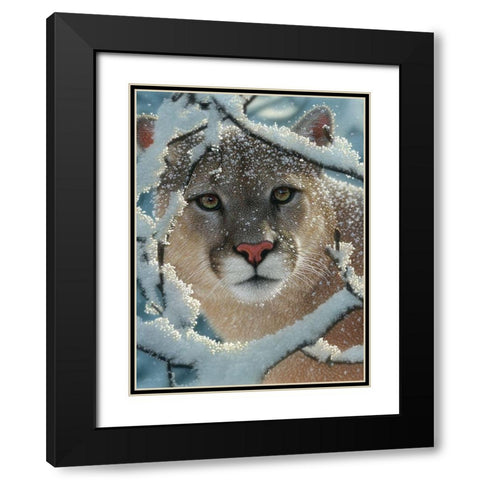 Cougar - Silent Encounter Black Modern Wood Framed Art Print with Double Matting by Bogle, Collin