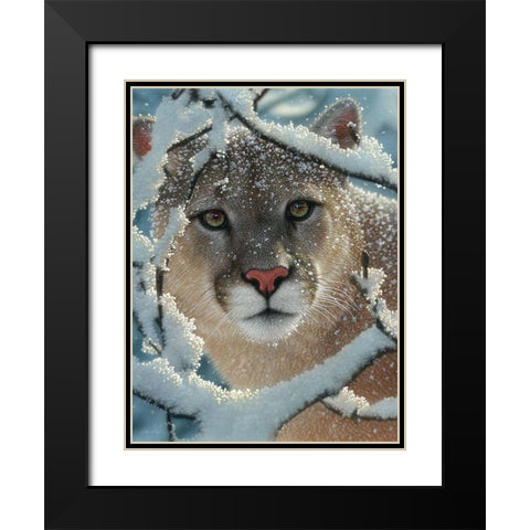 Cougar - Silent Encounter Black Modern Wood Framed Art Print with Double Matting by Bogle, Collin