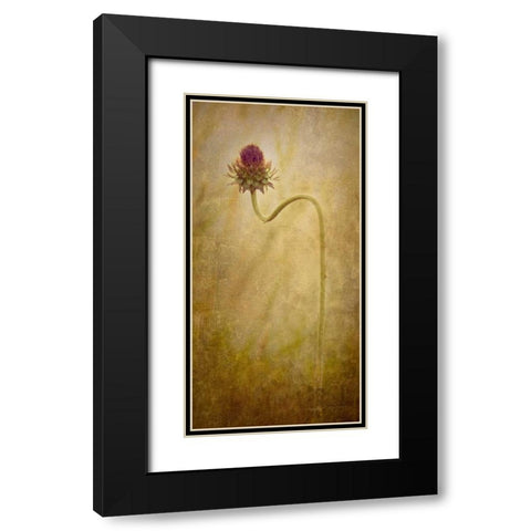 Thistle Black Modern Wood Framed Art Print with Double Matting by Murdock, Ramona