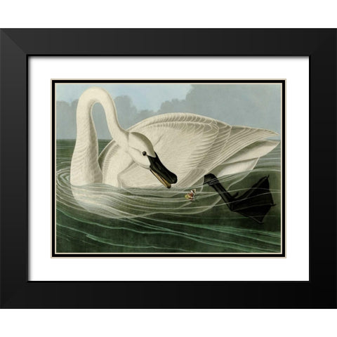 Trumpeter Swan Black Modern Wood Framed Art Print with Double Matting by Audubon, John James
