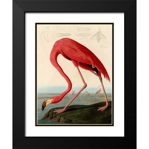 American Red Flamingo Black Modern Wood Framed Art Print with Double Matting by Audubon, John James