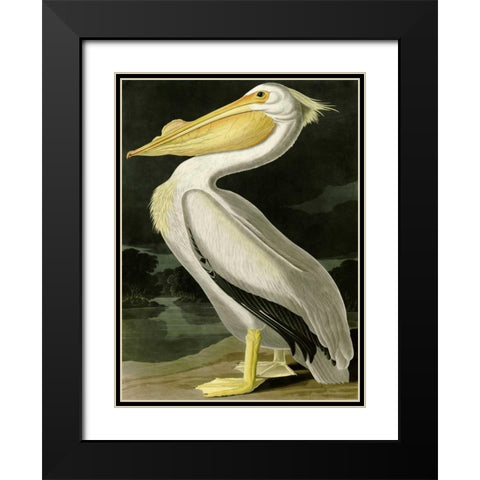 American White Pelican Black Modern Wood Framed Art Print with Double Matting by Audubon, John James