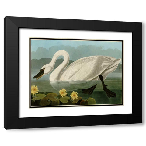 Common American Swan Black Modern Wood Framed Art Print with Double Matting by Audubon, John James