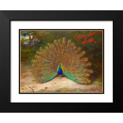 Peacock and Peacock Butterfly Black Modern Wood Framed Art Print with Double Matting by Thorburn, Archibald