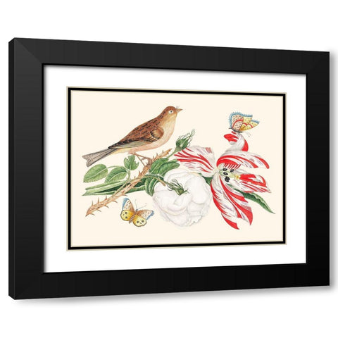A Bird on a branch with Rose-Tulip and Butterflies Black Modern Wood Framed Art Print with Double Matting by Anonymous