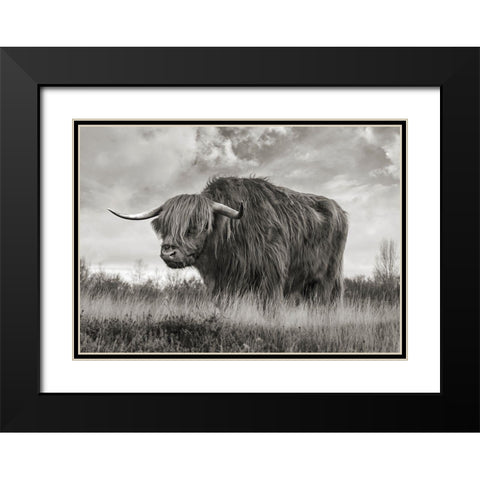 Scottish Highland Bull (BW) Black Modern Wood Framed Art Print with Double Matting by Pangea Images
