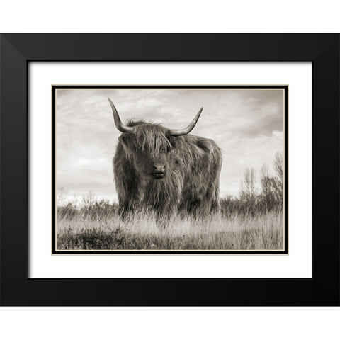 Scottish Highland Cattle (BW) Black Modern Wood Framed Art Print with Double Matting by Pangea Images