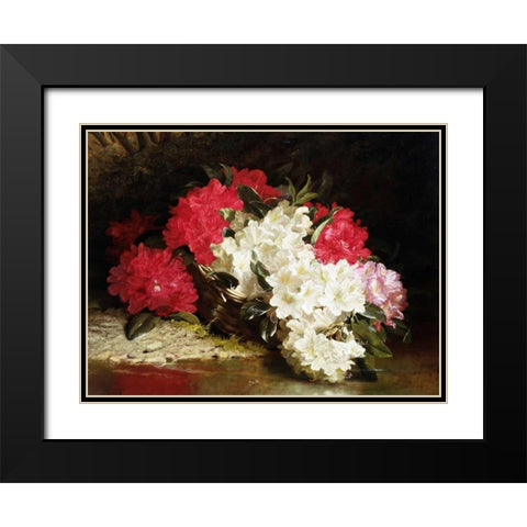 Azaleas Black Modern Wood Framed Art Print with Double Matting by Fitz Marshall, John
