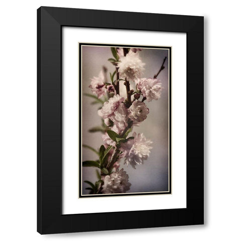 Blossoming Almond 1 Black Modern Wood Framed Art Print with Double Matting by Greenwood, Julie