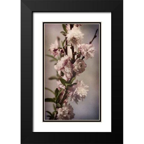 Blossoming Almond 1 Black Modern Wood Framed Art Print with Double Matting by Greenwood, Julie