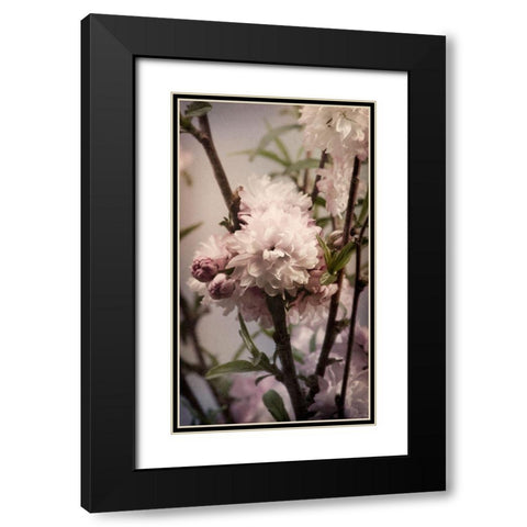 Blossoming Almond 2 Black Modern Wood Framed Art Print with Double Matting by Greenwood, Julie