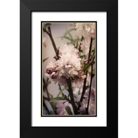 Blossoming Almond 2 Black Modern Wood Framed Art Print with Double Matting by Greenwood, Julie