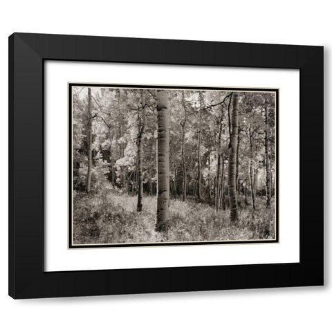Birch Clearing Black Modern Wood Framed Art Print with Double Matting by Aniballi, Brett