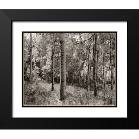Birch Clearing Black Modern Wood Framed Art Print with Double Matting by Aniballi, Brett