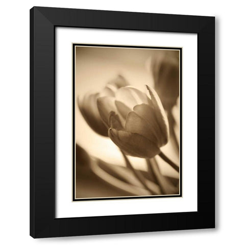 Illuminated Tulips 2 Black Modern Wood Framed Art Print with Double Matting by Amber Light Gallery
