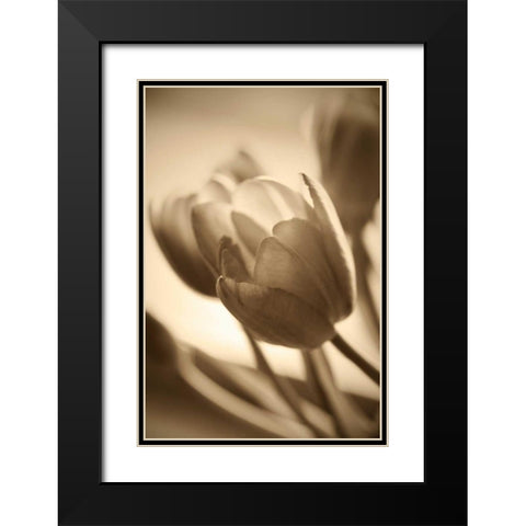 Illuminated Tulips 2 Black Modern Wood Framed Art Print with Double Matting by Amber Light Gallery