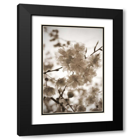 Blossom Twig 1 Black Modern Wood Framed Art Print with Double Matting by Semenza, Marlana