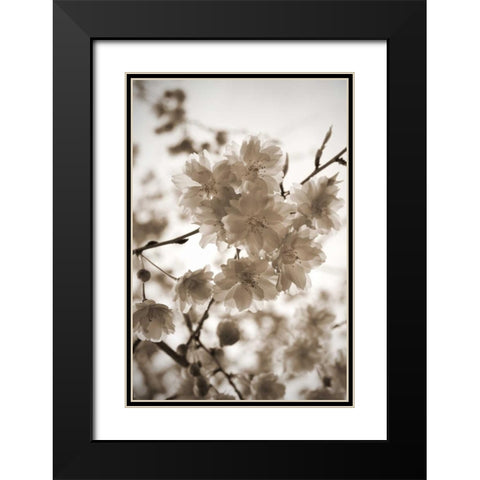 Blossom Twig 1 Black Modern Wood Framed Art Print with Double Matting by Semenza, Marlana