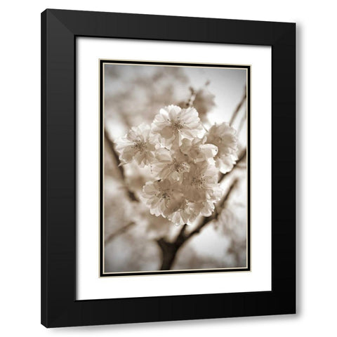 Blossom Twig 2 Black Modern Wood Framed Art Print with Double Matting by Semenza, Marlana