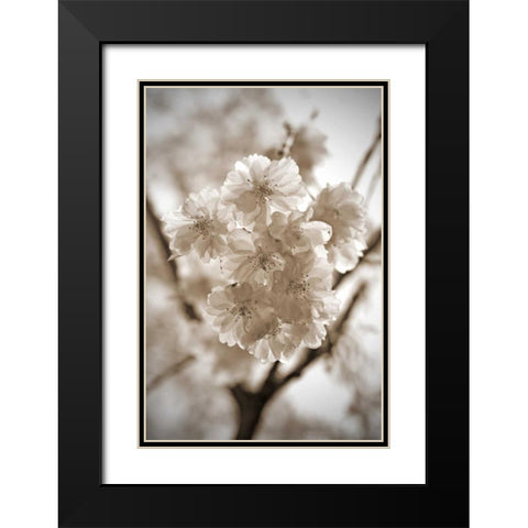 Blossom Twig 2 Black Modern Wood Framed Art Print with Double Matting by Semenza, Marlana