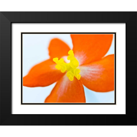 Dragon wing begonia flower close-up Black Modern Wood Framed Art Print with Double Matting by Frank, Assaf