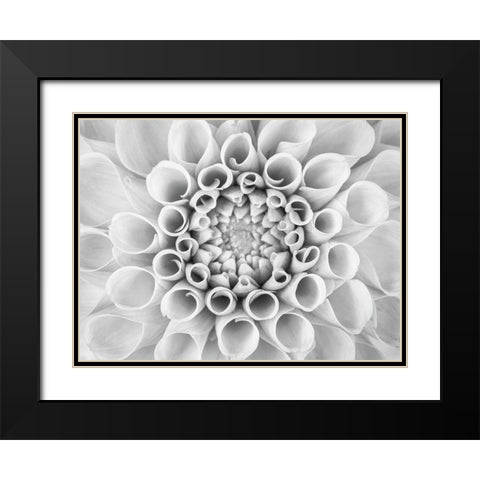 Pompom Dahlia petals Black Modern Wood Framed Art Print with Double Matting by Frank, Assaf