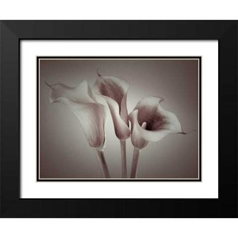 Close-up of three white Calla Lilies, Studio Shot Black Modern Wood Framed Art Print with Double Matting by Frank, Assaf