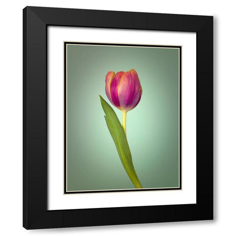 Single Tulip Flower, Side View Black Modern Wood Framed Art Print with Double Matting by Frank, Assaf