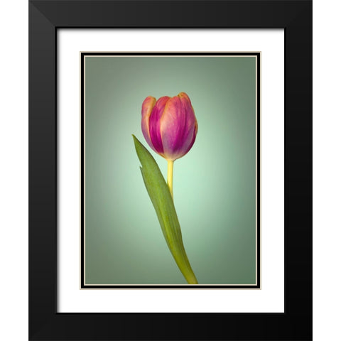 Single Tulip Flower, Side View Black Modern Wood Framed Art Print with Double Matting by Frank, Assaf