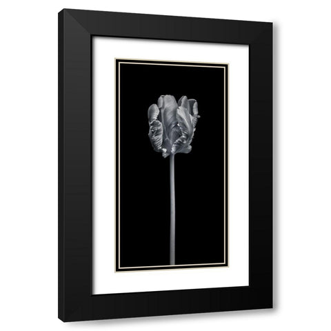 Rcoco tulip-side view Black Modern Wood Framed Art Print with Double Matting by Frank, Assaf