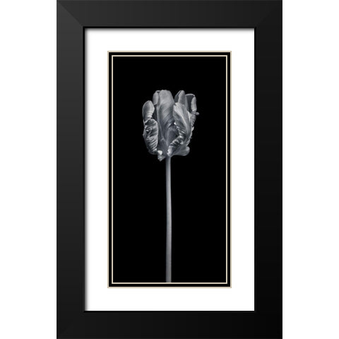 Rcoco tulip-side view Black Modern Wood Framed Art Print with Double Matting by Frank, Assaf