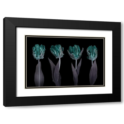 Rococo Tulips Black Modern Wood Framed Art Print with Double Matting by Frank, Assaf