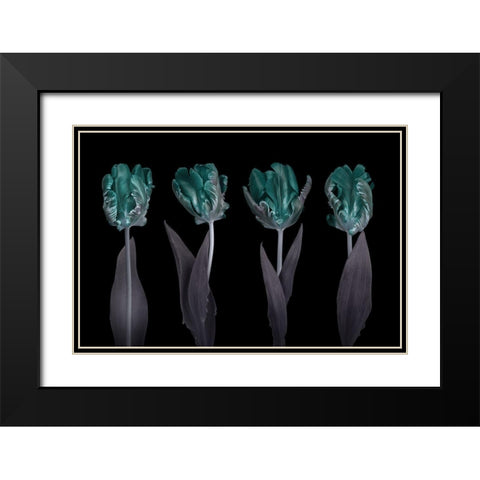 Rococo Tulips Black Modern Wood Framed Art Print with Double Matting by Frank, Assaf
