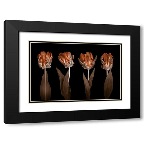 Rococo Tulips Black Modern Wood Framed Art Print with Double Matting by Frank, Assaf
