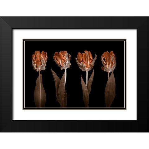 Rococo Tulips Black Modern Wood Framed Art Print with Double Matting by Frank, Assaf