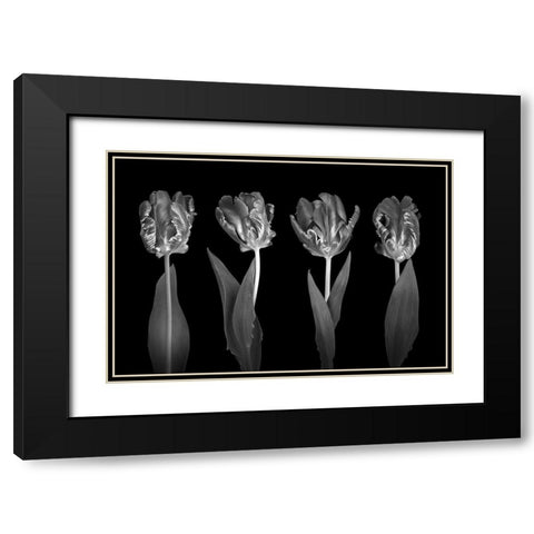 Rococo Tulips Black Modern Wood Framed Art Print with Double Matting by Frank, Assaf