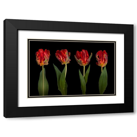 Rococo Tulips Black Modern Wood Framed Art Print with Double Matting by Frank, Assaf