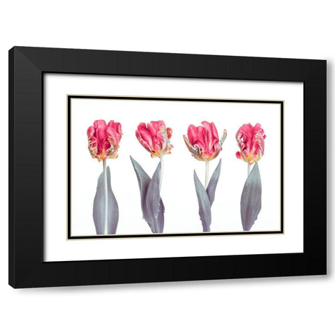 Rococo Tulips Black Modern Wood Framed Art Print with Double Matting by Frank, Assaf