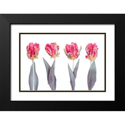 Rococo Tulips Black Modern Wood Framed Art Print with Double Matting by Frank, Assaf