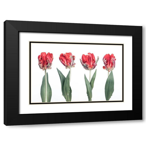 Rococo Tulips Black Modern Wood Framed Art Print with Double Matting by Frank, Assaf
