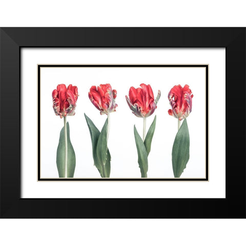 Rococo Tulips Black Modern Wood Framed Art Print with Double Matting by Frank, Assaf