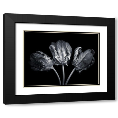 Rococo tulips Black Modern Wood Framed Art Print with Double Matting by Frank, Assaf