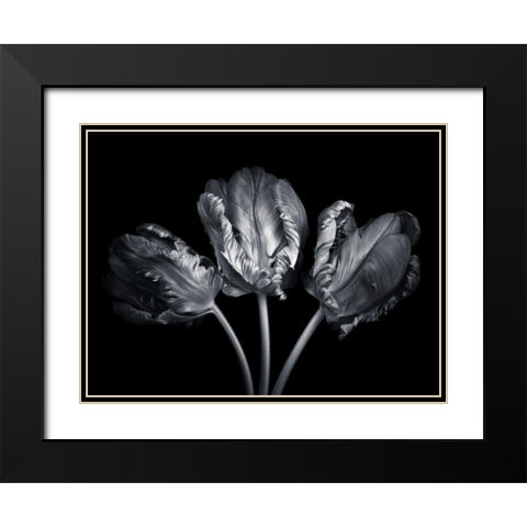 Rococo tulips Black Modern Wood Framed Art Print with Double Matting by Frank, Assaf