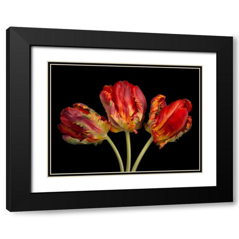 Rococo tulips Black Modern Wood Framed Art Print with Double Matting by Frank, Assaf