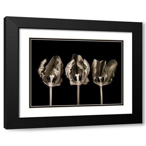 Rococo tulips Black Modern Wood Framed Art Print with Double Matting by Frank, Assaf